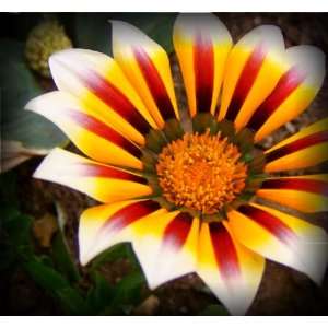  Red & White Gazania Seed Pack Patio, Lawn & Garden