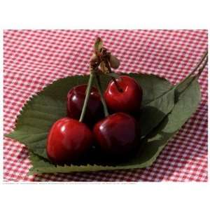 Morello Cherries I by Martina Schindler 9x7  Grocery 