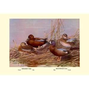  Cinnamon and Blue Winged Teals 28x42 Giclee on Canvas 