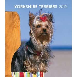  Yorkshire Terriers 2012 Hardcover Engagement Calendar 