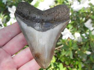   ,selling,diving and collecting shark teeth for over 19 years now
