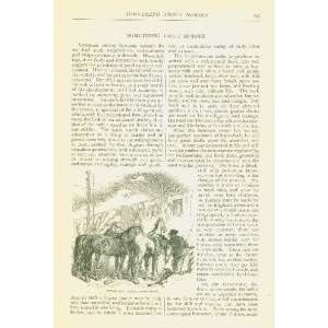  1877 Ealy Magazine Article Illustrations of Horses 