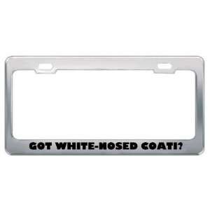 Got White Nosed Coati? Animals Pets Metal License Plate Frame Holder 