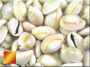 1lb Ringtop Cowrie Shells Seashells 1/2 1 Bulk WOW  
