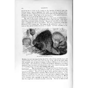  NATURAL HISTORY 1894 95 CANADIAN PORCUPINE RODENT PRINT 