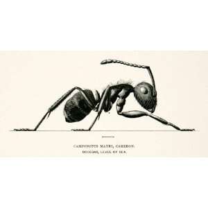 1891 Wood Engraving Cameron Whymper Camponotus Mayri Entomology Ant 