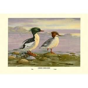  Chinese Merganser   12x18 Framed Print in Gold Frame 