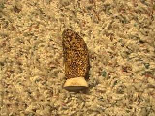 MICHIGAN MOREL MUSHROOM CARVED FROM REAL WHITETAIL ANTL  