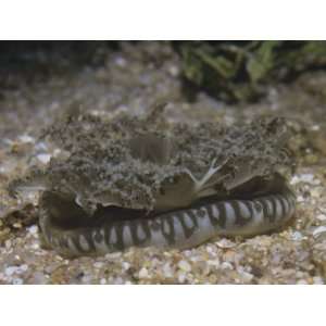  Upside Down Jellyfish, Cassiopeia Xamachana, South Pacific 