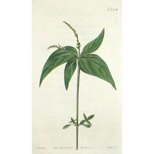   Antique Botanical Engraving of the Annual Worm Grass