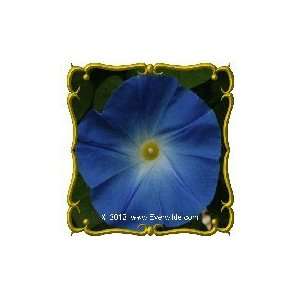  1 Lb   Morning Glory Heavenly Blue Bulk Wildflower Seeds 