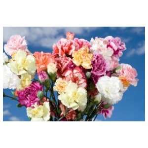 Assorted Color Spray Carnations 160  Grocery & Gourmet 