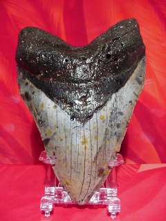 Custom Megalodon Shark Tooth Display Stand (3 7)  