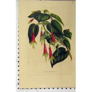  Fuchsia Splendens C1853 Horto Houtteano Flowers Print 