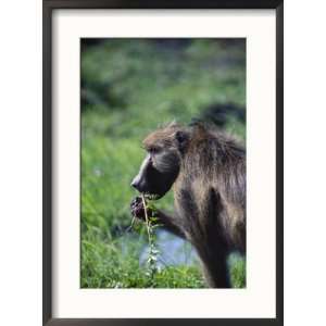  A Chacma baboon eating some weeds in Chobe National Park 