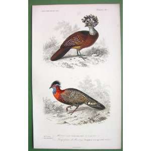  BIRDS Great Curassow & Horned Pheasant   SUPERB H/C Hand 