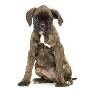 Chiot Boxer   Peel and Stick Wall Decal by Wallmonkeys  