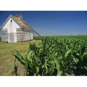  Corn Barn, Hudson, Illinois, Mid West, USA Premium 