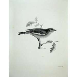   1907 The Greenfinch Ligurinus Chloris Male Bird Print