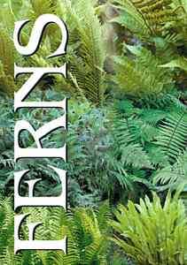 fern ASSORTED GARDEN FERN hardy shade woodland perennial **1 Live 