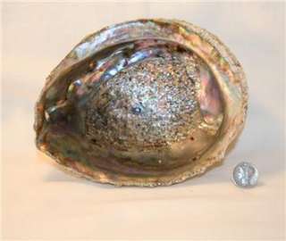 Abalone Shell SMUDGING or ALTER Burning Bowl 5 6 Inch  