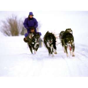  Husky Dogs Racing Across the Snow Giclee Poster Print 