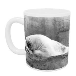  A Polar Bear snoozing at the Zoo. January   Mug 