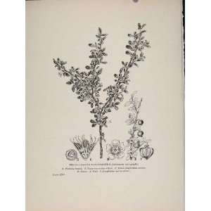  Trees And Shrubs Small Leaved Cotoneaster Old Print