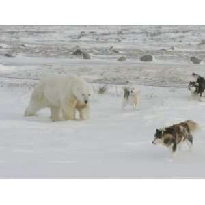  Polar Bear, and Local Sled Dogs at Cape Churchill 