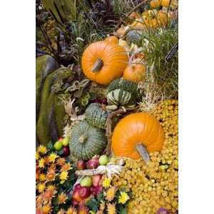 Colorful Pumpkins during Harvest Season   Peel and Stick Wall Decal by 