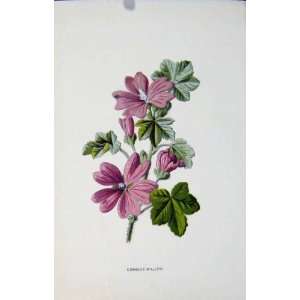  Antique Print Common Mallow Plant Fine Art Color C1883 