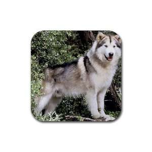 Siberian husky dog Rubber Square Coaster set (4 pack) Great Gift Idea