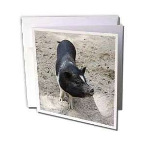 Farm Animals   Black and White Pig   Greeting Cards 6 Greeting Cards 