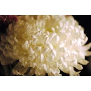  White Flower Photograph