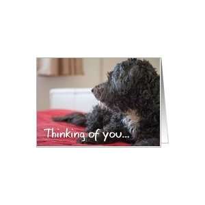  Thinking of You Card   Contemplative Scruffy Dog Card 