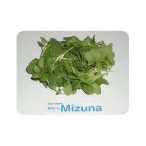 Micro Greens   Mizuna   4 x 8 oz Grocery & Gourmet Food