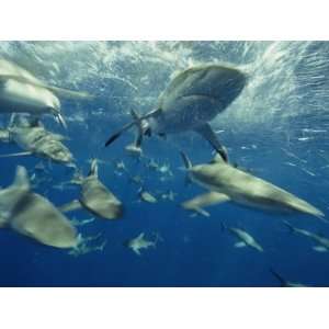 Gray Reef and Other Sharks Rip Through Bikini Lagoon, Marshall Islands 