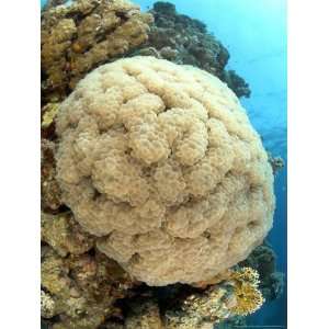  Bubble Coral, St. Johns Reef, Red Sea Animals Photographic 