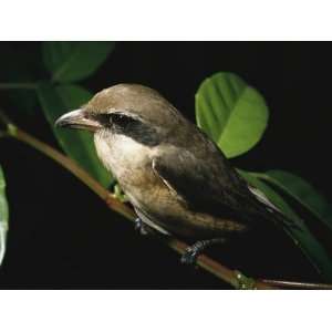  A Brown Shrike, Lanius Cristatus, Sitting on a Tree Branch 