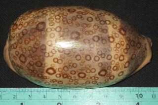 97 mm Large Cypraea Argus Cowrie Sea Shell Seashell  