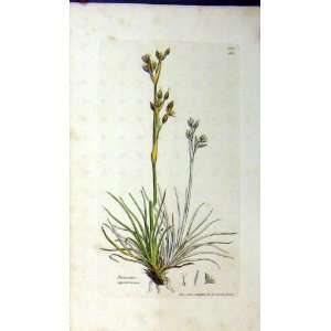  Sowerby Botanical Print 1801 Juncus Squarrosus Plant