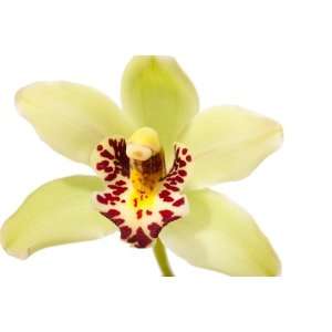 Cymbidium Orchids   Green Mini Cymbidiums   5 Stems  