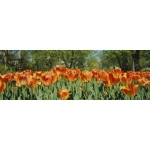 Tulip Flowers in a Garden, Sherwood Gardens, Baltimore, Maryland, USA 