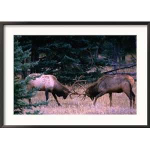  Male Elk (Cervus Elaphus) Fighting During the Rut, Jasper 