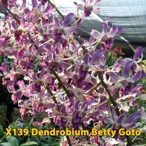   Special   2 blooming sized Dendrobium plants Patio, Lawn & Garden