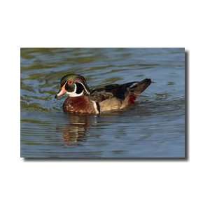  Swimming Male Wood Duck Baltimore County Maryland Giclee 