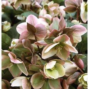    Helleborus Ivory Prince   Hellebore Patio, Lawn & Garden