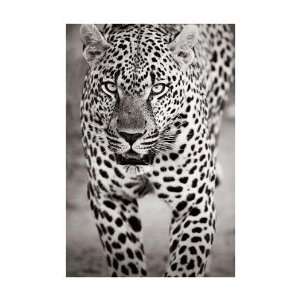 Andy Biggs   Leopard Portrait Giclee 