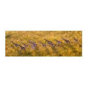  Andy Biggs   Giraffe Herd From Above Giclee