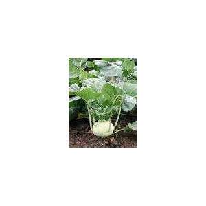  100 Heirloom kohl robi white vienna seeds 